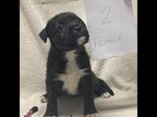 Boxer cross