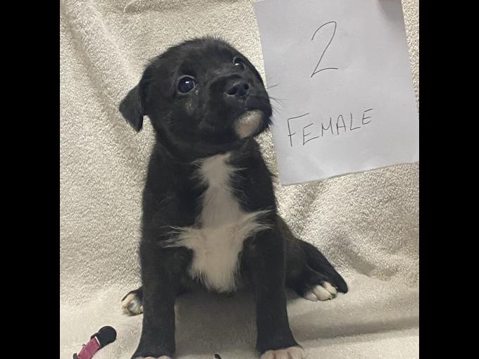 Boxer cross
