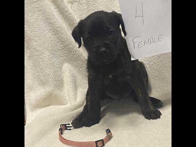 Boxer cross
