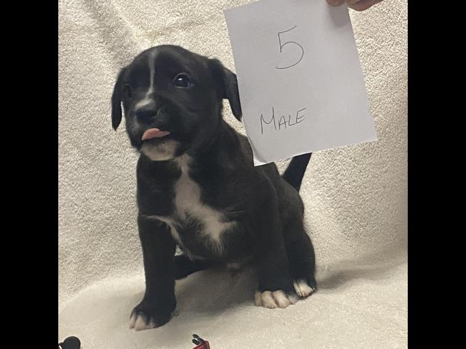 Boxer cross