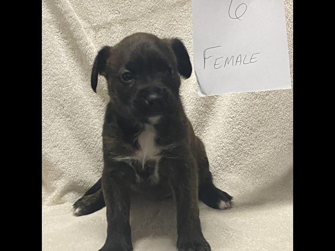 Boxer cross