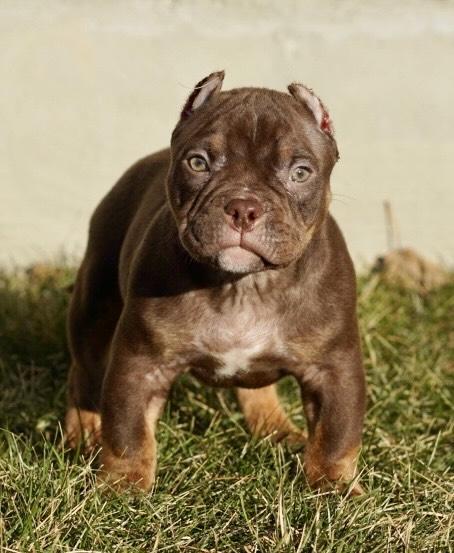 American  Bully