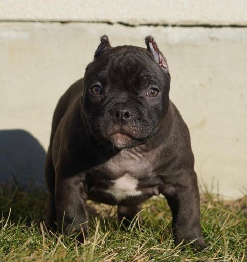 American  Bully