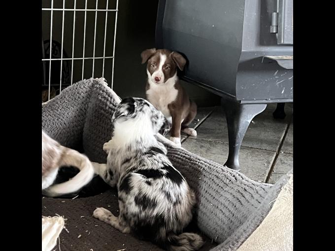 Border Collie