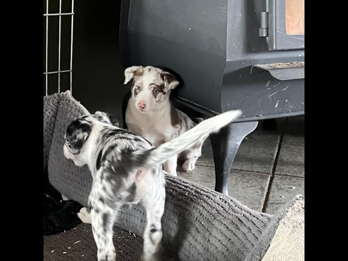 Border Collie