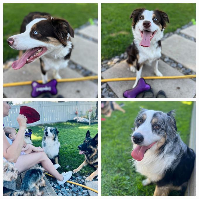 Australian Shepherd