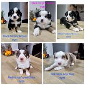 Australian Shepherd