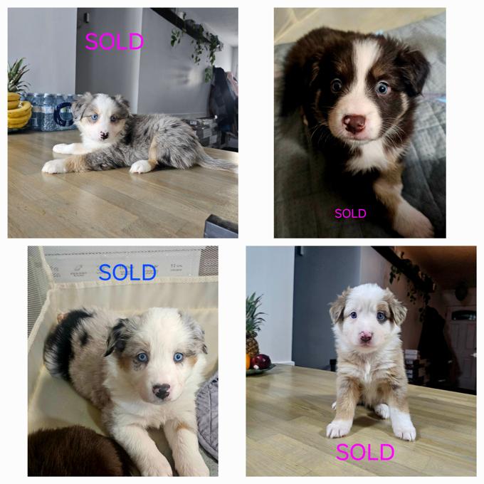 Australian Shepherd