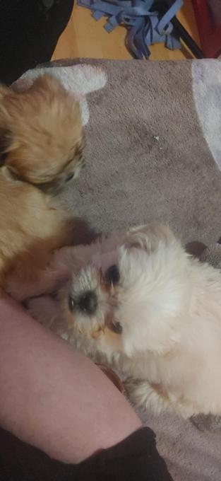 Shih Tzu