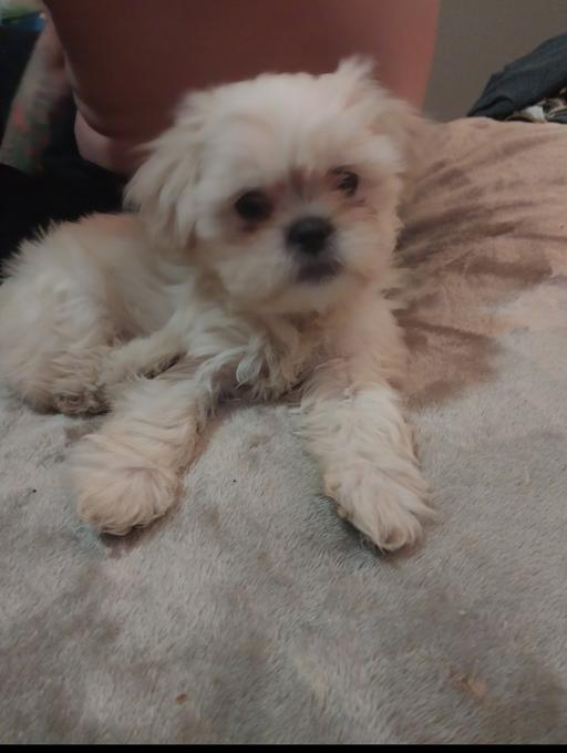 Shih Tzu