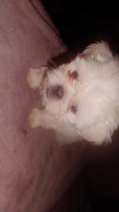 Shih Tzu