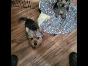 Australian Yorkies