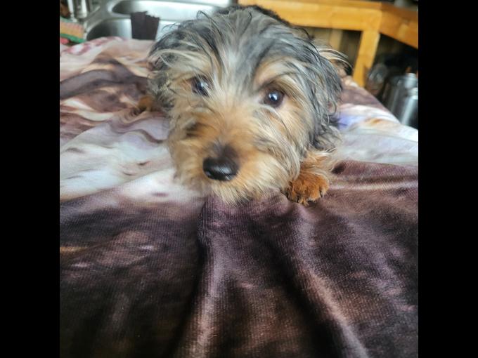Australian Yorkies