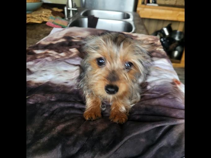 Australian Yorkies