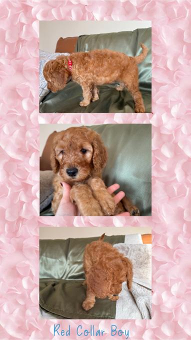 Poodle
