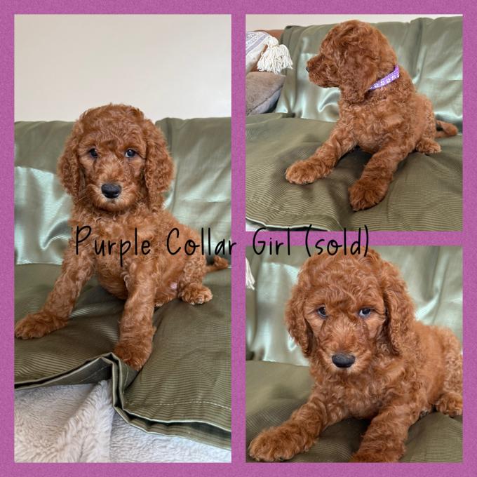Poodle