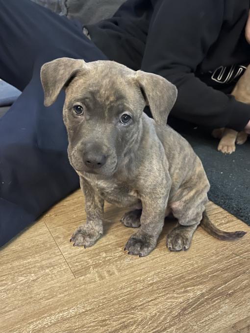 Pitbull mix