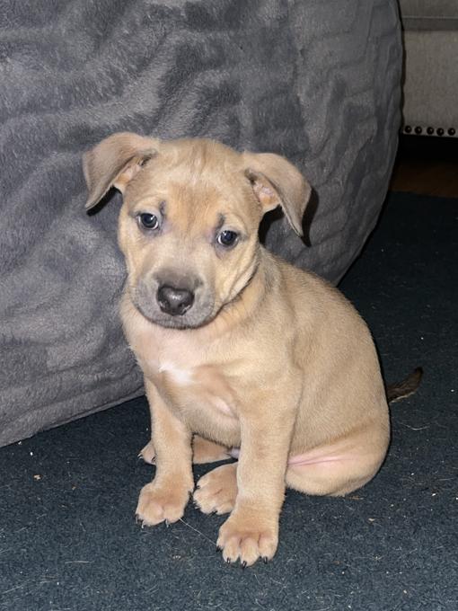 Pitbull mix