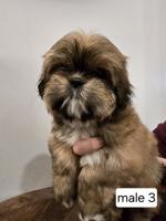 Shih tzu