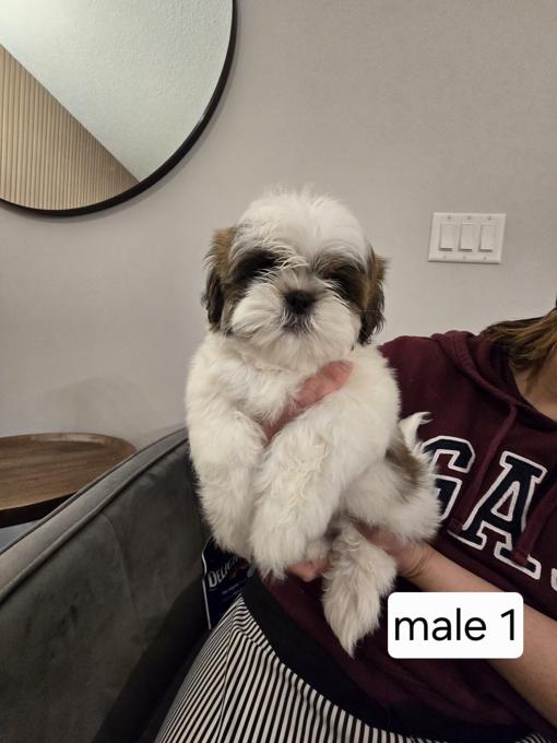 Shih tzu