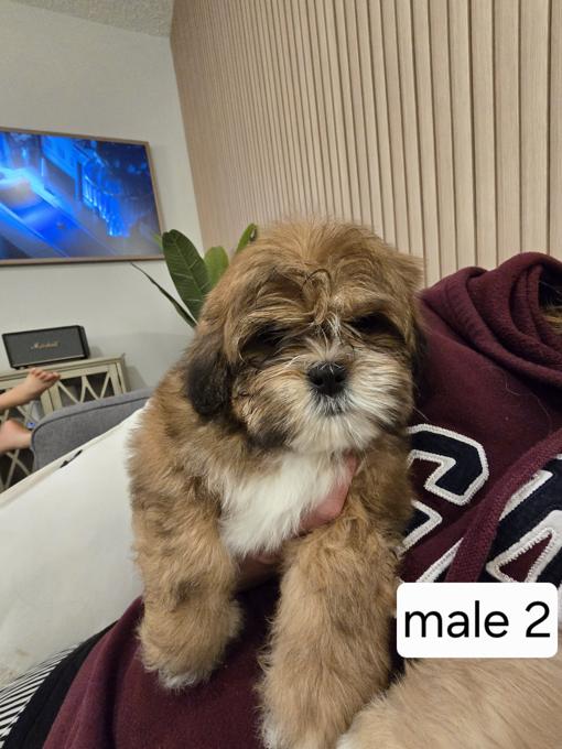 Shih tzu