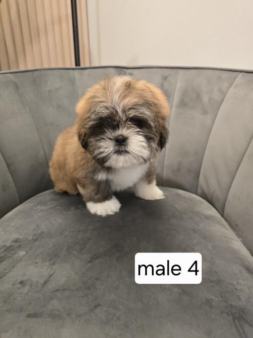 Shih tzu