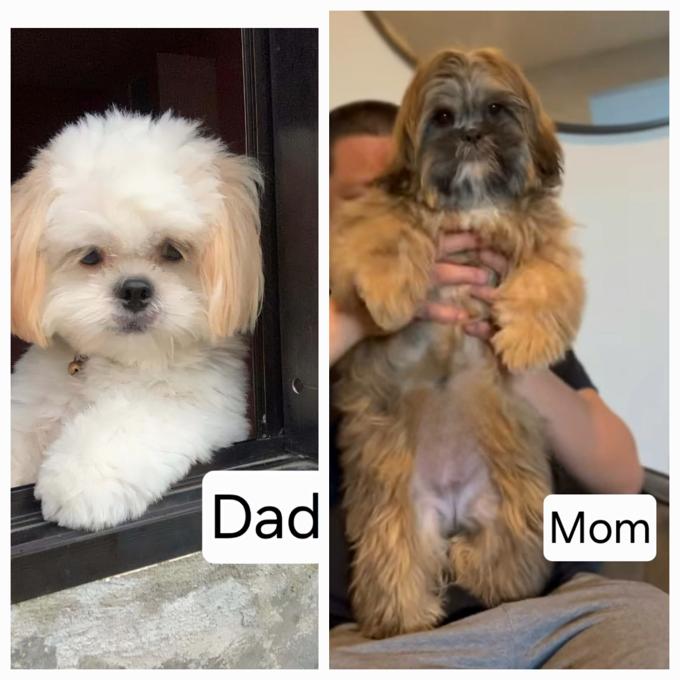 Shih tzu