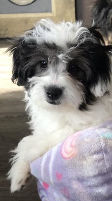 Shih Poo