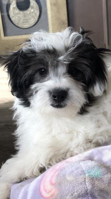 Shih Poo
