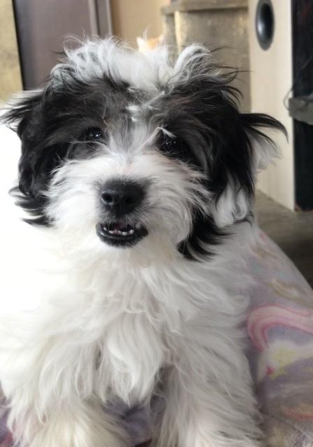 Shih Poo