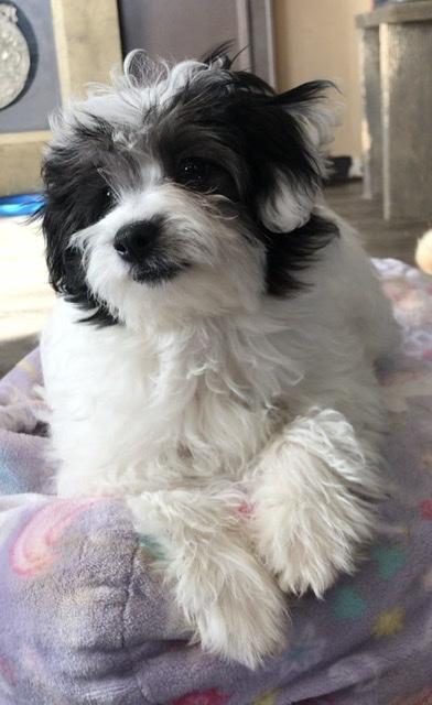 Shih Poo