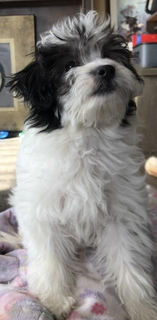 Shih Poo