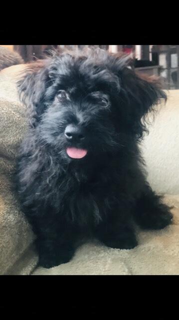 Bichon Pomeranian/ Shih Poo