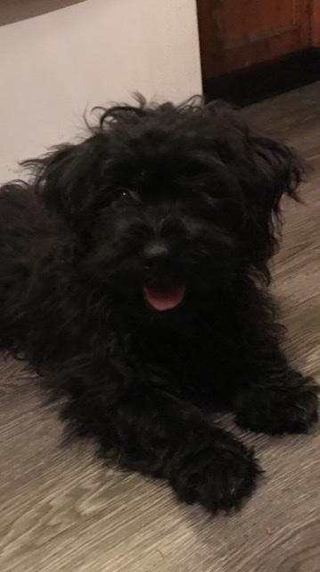Bichon Pomeranian/ Shih Poo
