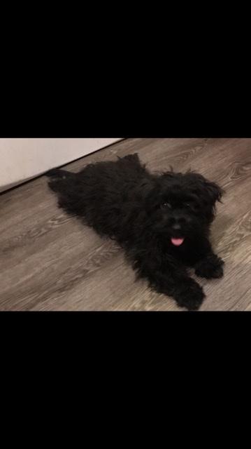 Bichon Pomeranian/ Shih Poo