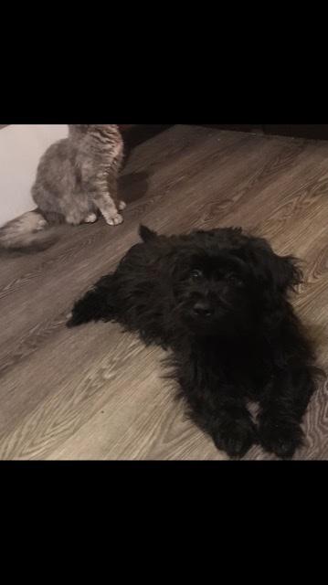 Bichon Pomeranian/ Shih Poo