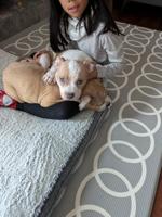American Bully