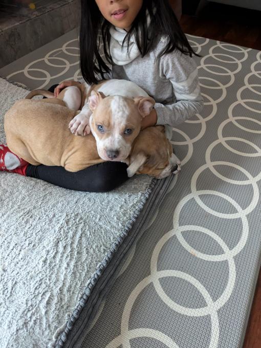 American Bully