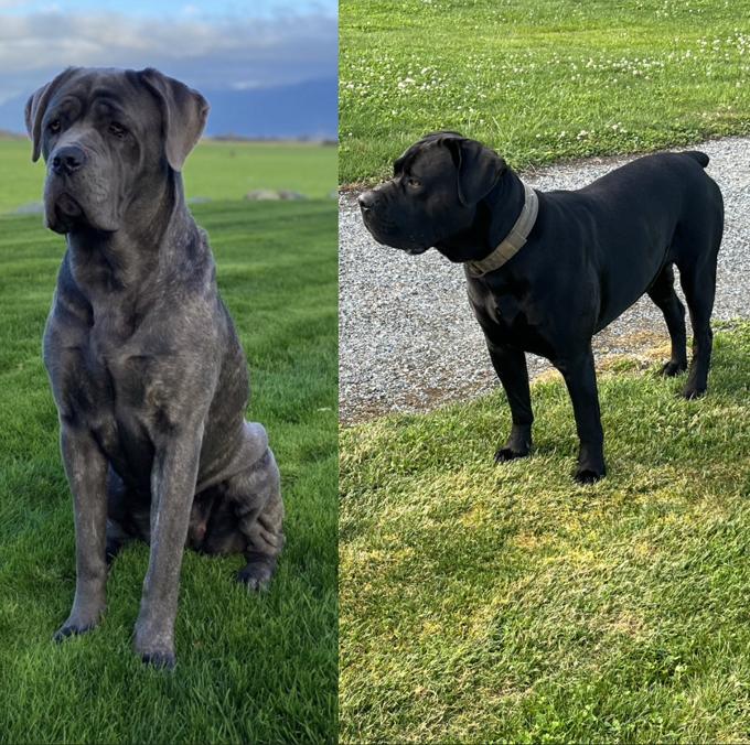 Cane Corso