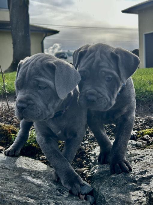 Cane Corso