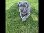 Cane Corso