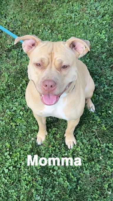 American Bully