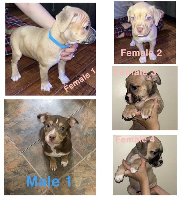 American Bully