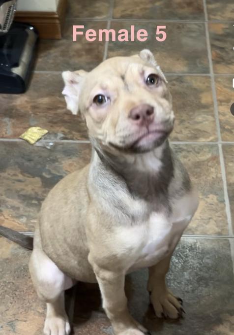 American Bully