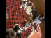 Border Collie/Springer Spaniel