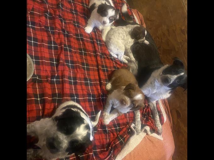 Border Collie/Springer Spaniel