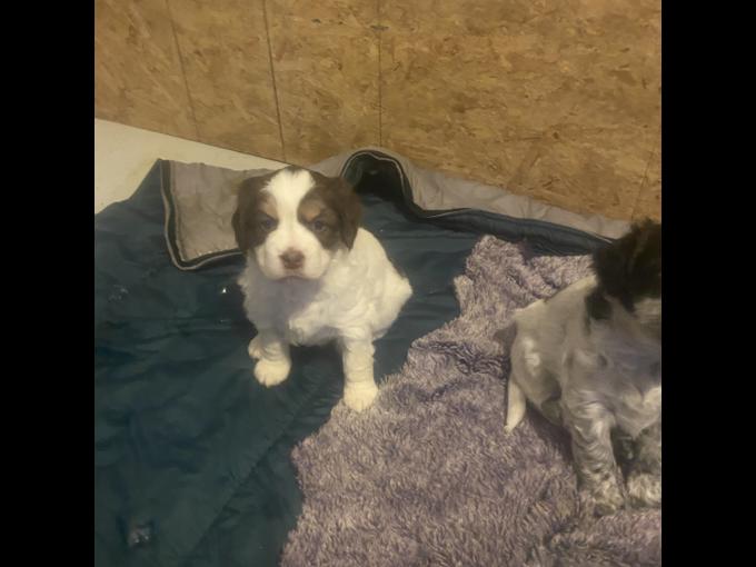 Border Collie/Springer Spaniel