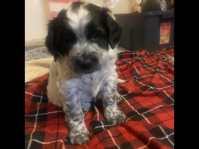 Border Collie/Springer Spaniel