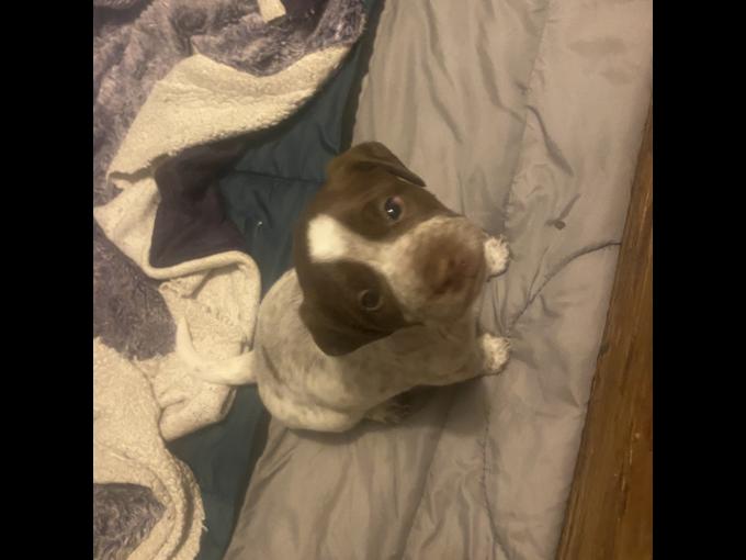 Border Collie/Springer Spaniel