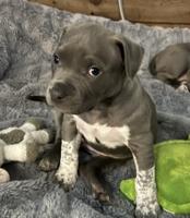 American Bully